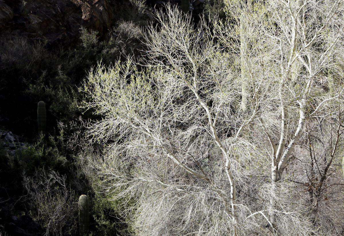 Sabino Canyon